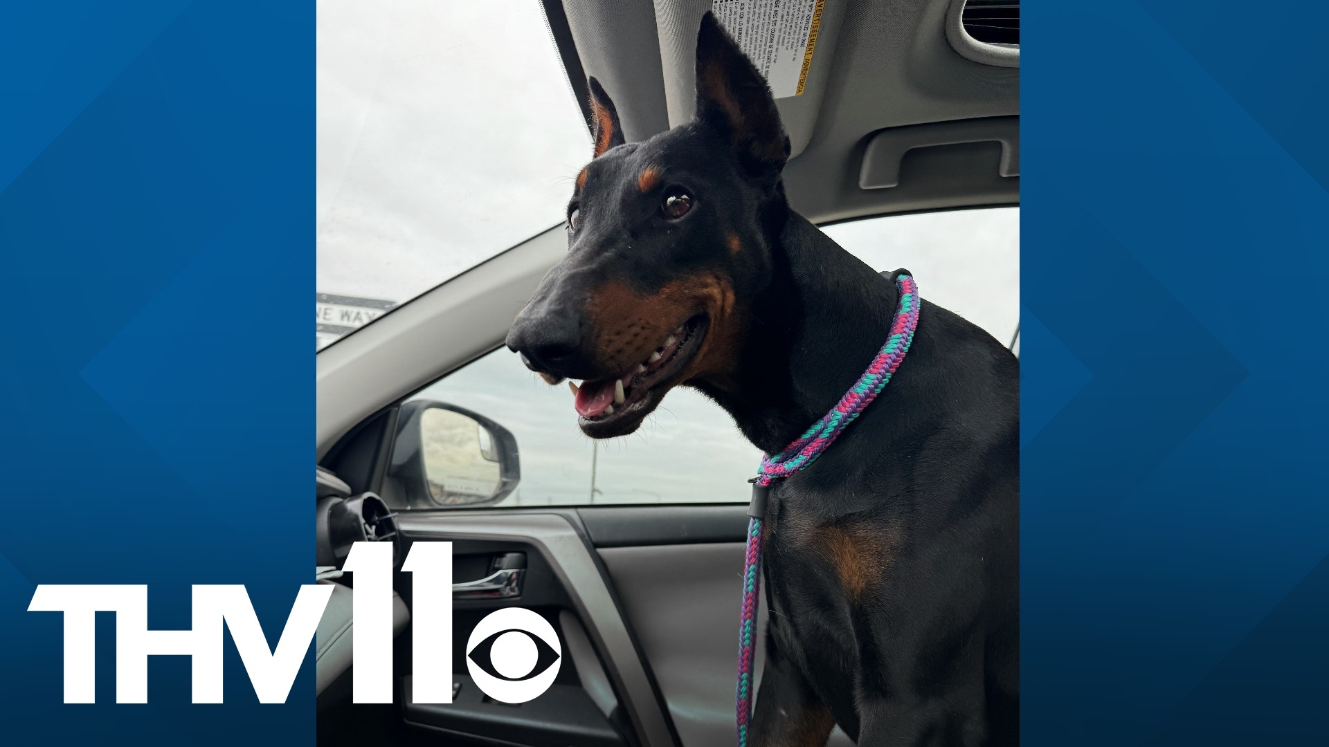 Meet Luna, a young Doberman who's great on a leash, house/kennel trained, sweet, and absolutely gorgeous! Adopt her now at the Little Rock Animal Village.