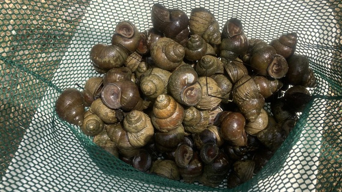 Invasive snails found in two Hot Springs Village lakes