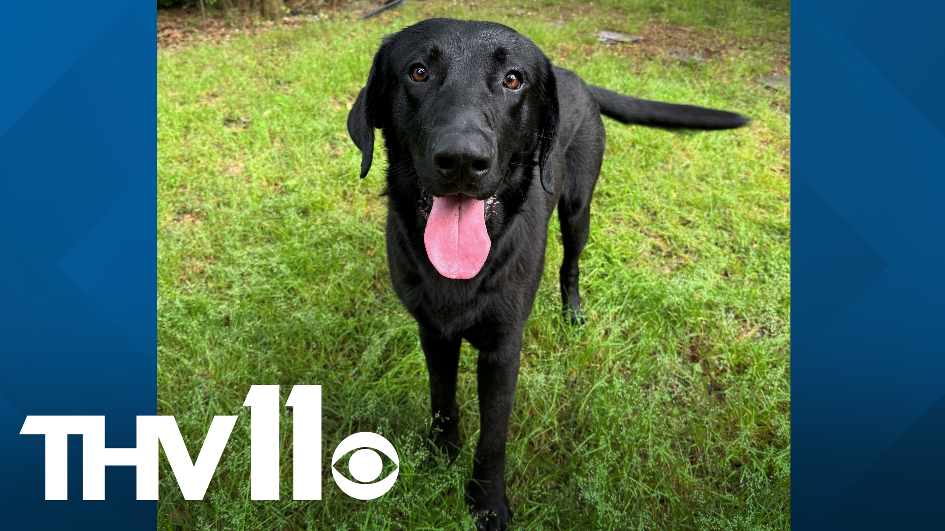 Zorro is a young black lab who is as gentle as he is big. Visit the Little Rock Animal Village to help this smart boy find a loving home of his own!
