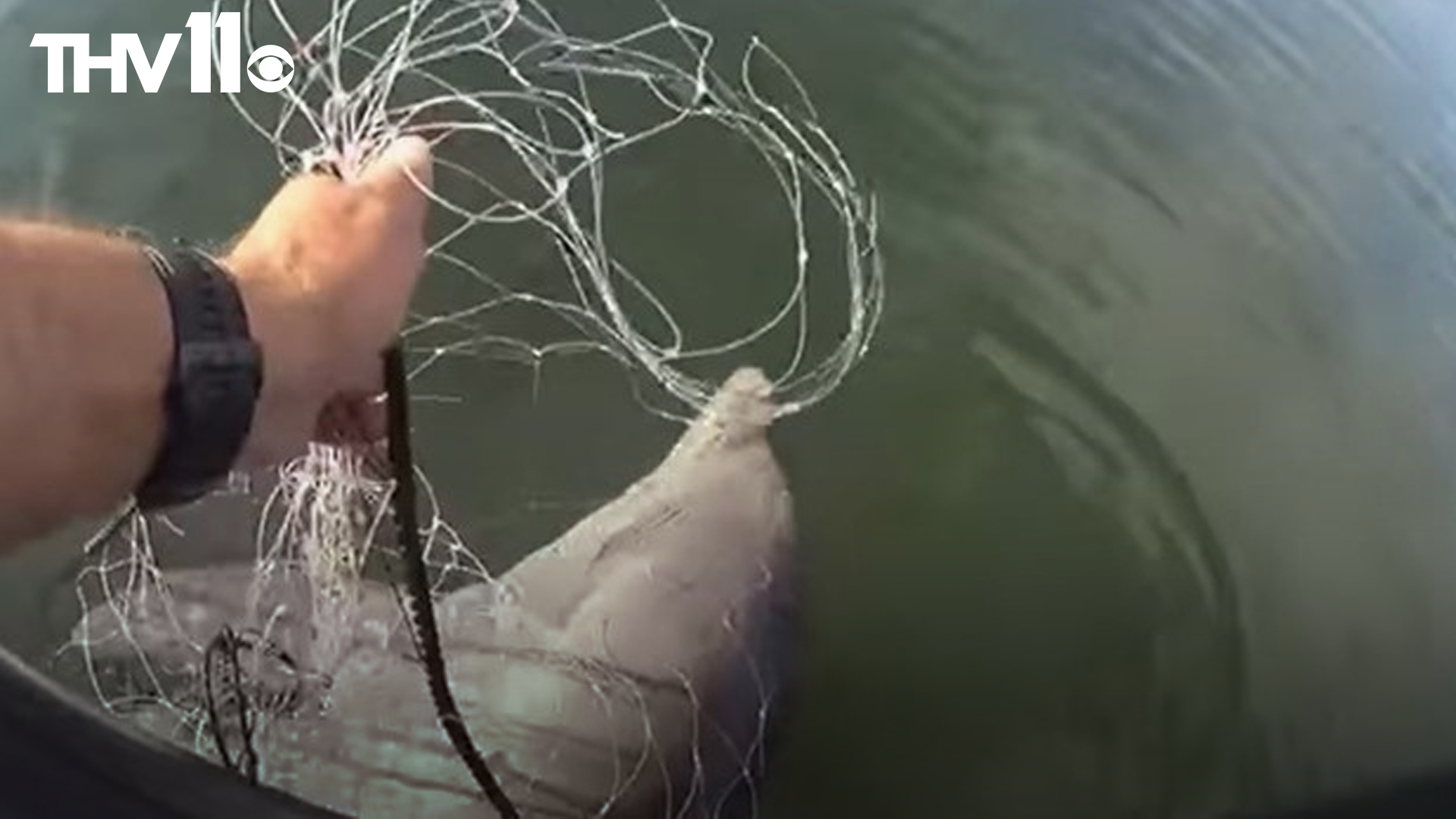 A marine patrol officer rescued a dolphin trapped in a fishing net in Miami-Dade County, Florida recently. The officer used a pocketknife to cut the net and free it.