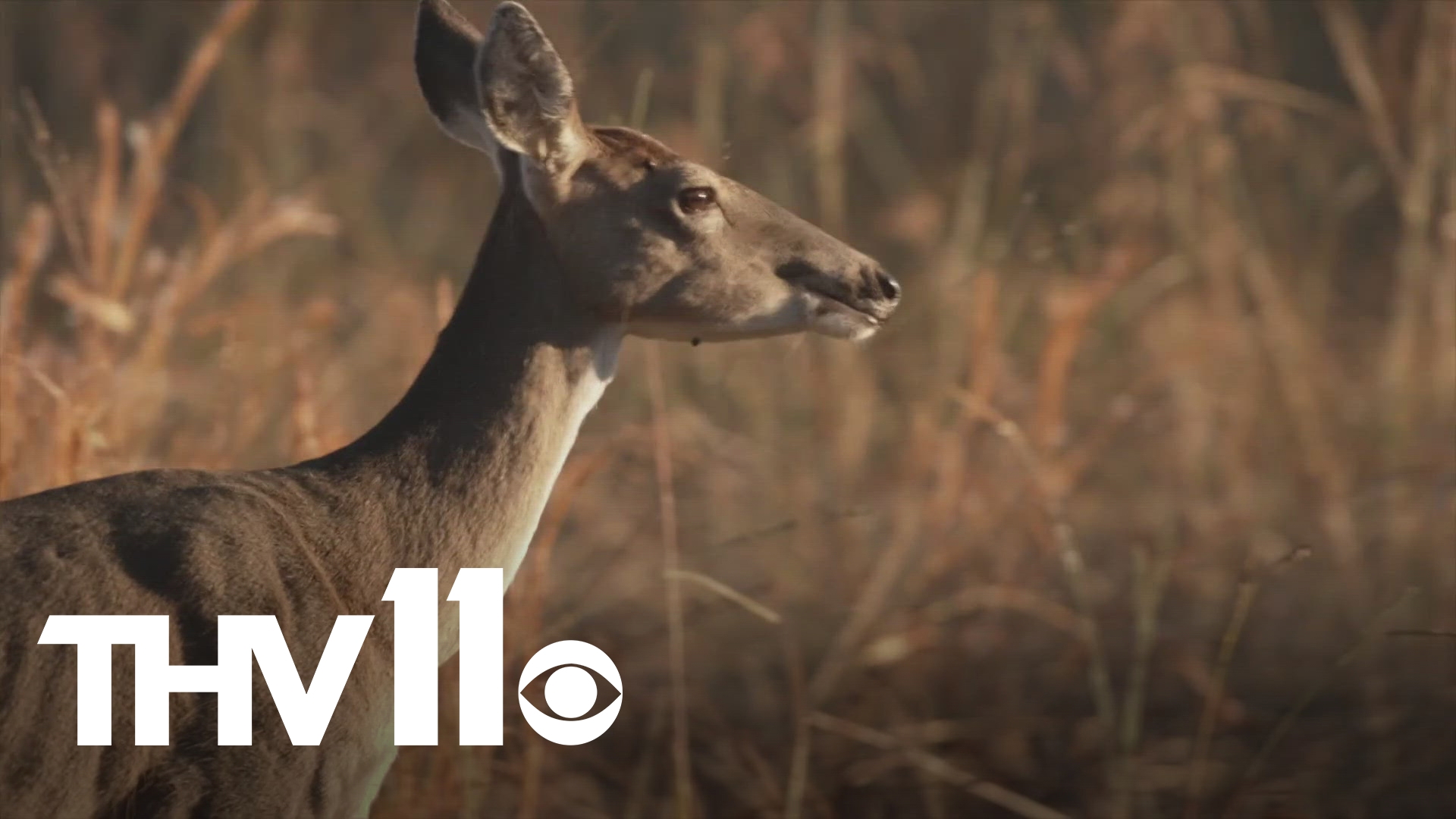 Trey Reid with Arkansas Game & Fish joins Hayden Balgavy to discuss how you can still get a deer hunting permit in Arkansas, and so much more.