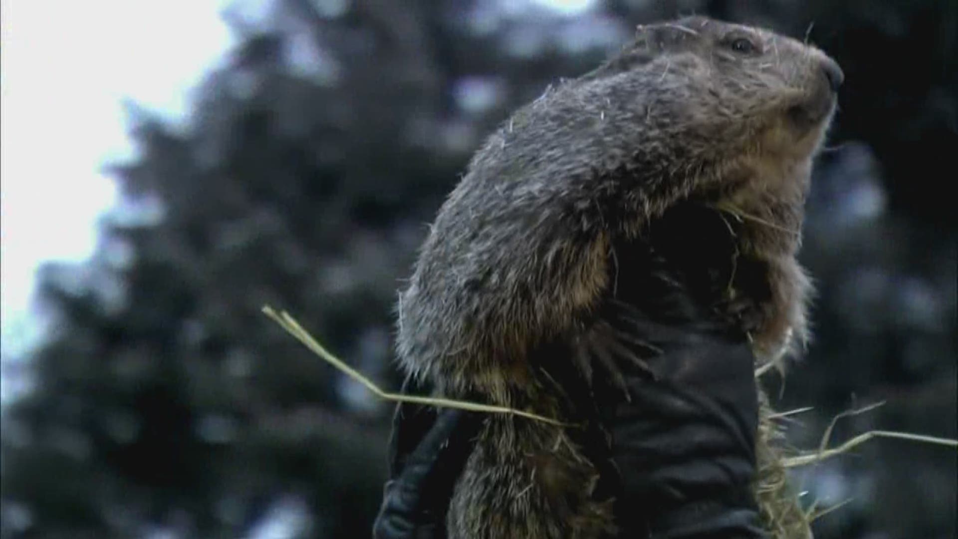 Sunday is Groundhog Day, which means its time to turn to a little rodent named Punxsutawney Phil to tell us if we will have 6 more weeks of winter.