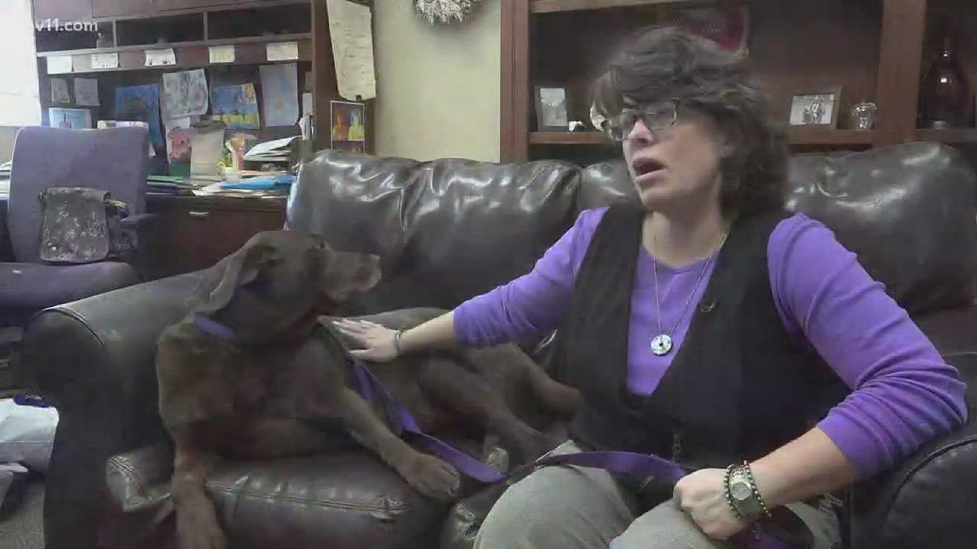 UCA offers pet therapy during finals