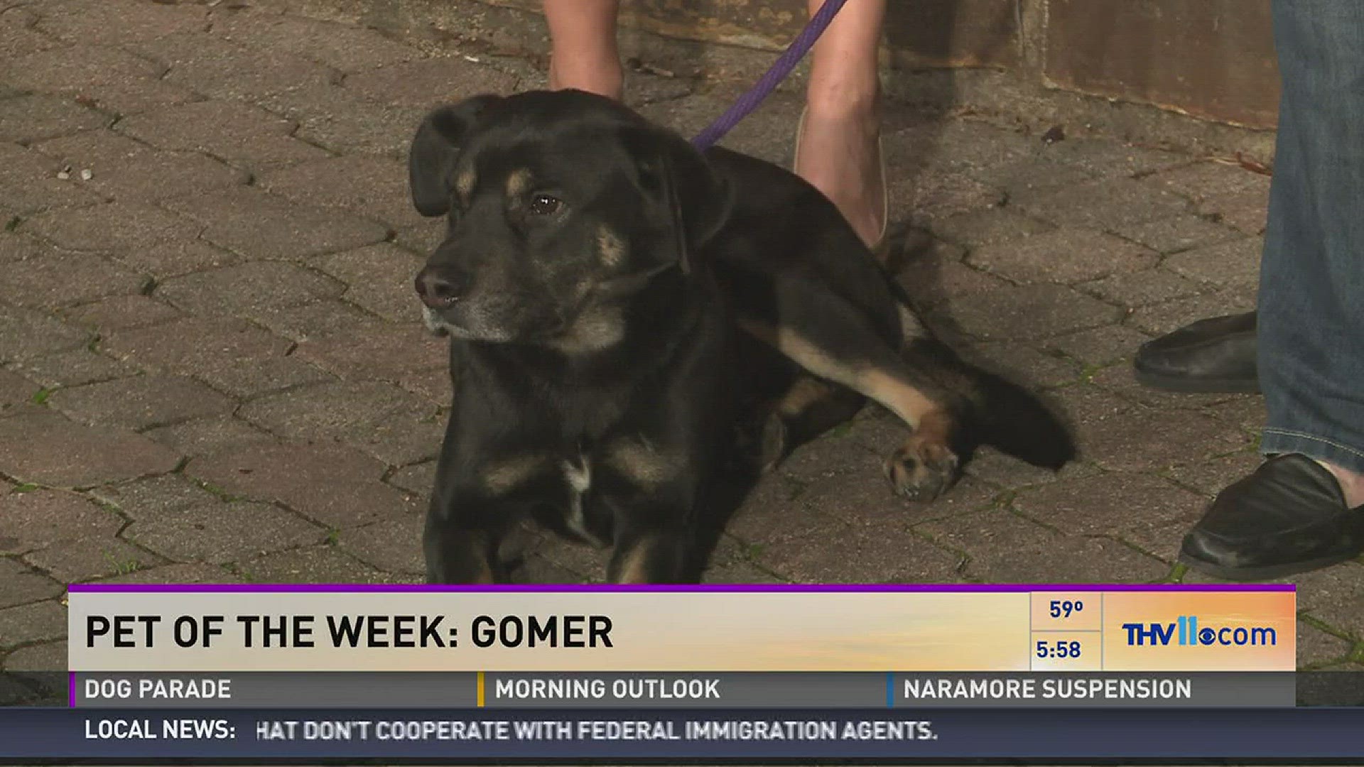 Leslie Taylor from Friends of the Animal Village joined THV11 This Morning with Gomer the dog