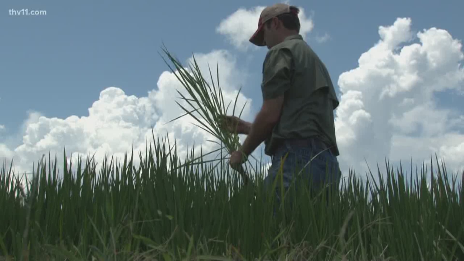 With almost no sign of rain in the forecast, farmers in Arkansas are more concerned about the water supply.