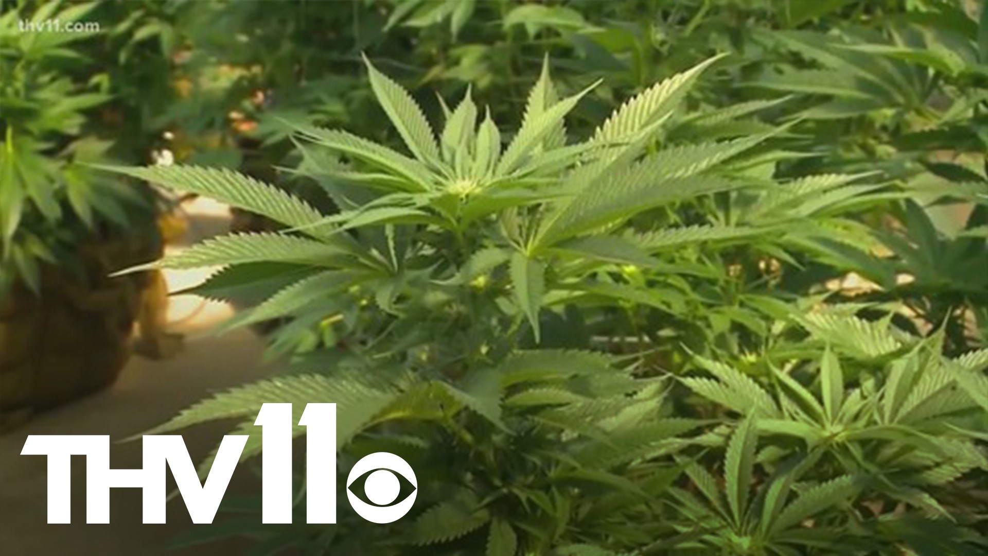 A new poll shows a majority of Arkansans are more interested in legalizing marijuana as we head towards the 2022 elections.