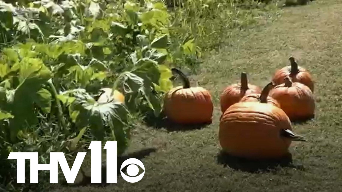 Arkansas pumpkin patches opening despite challenges