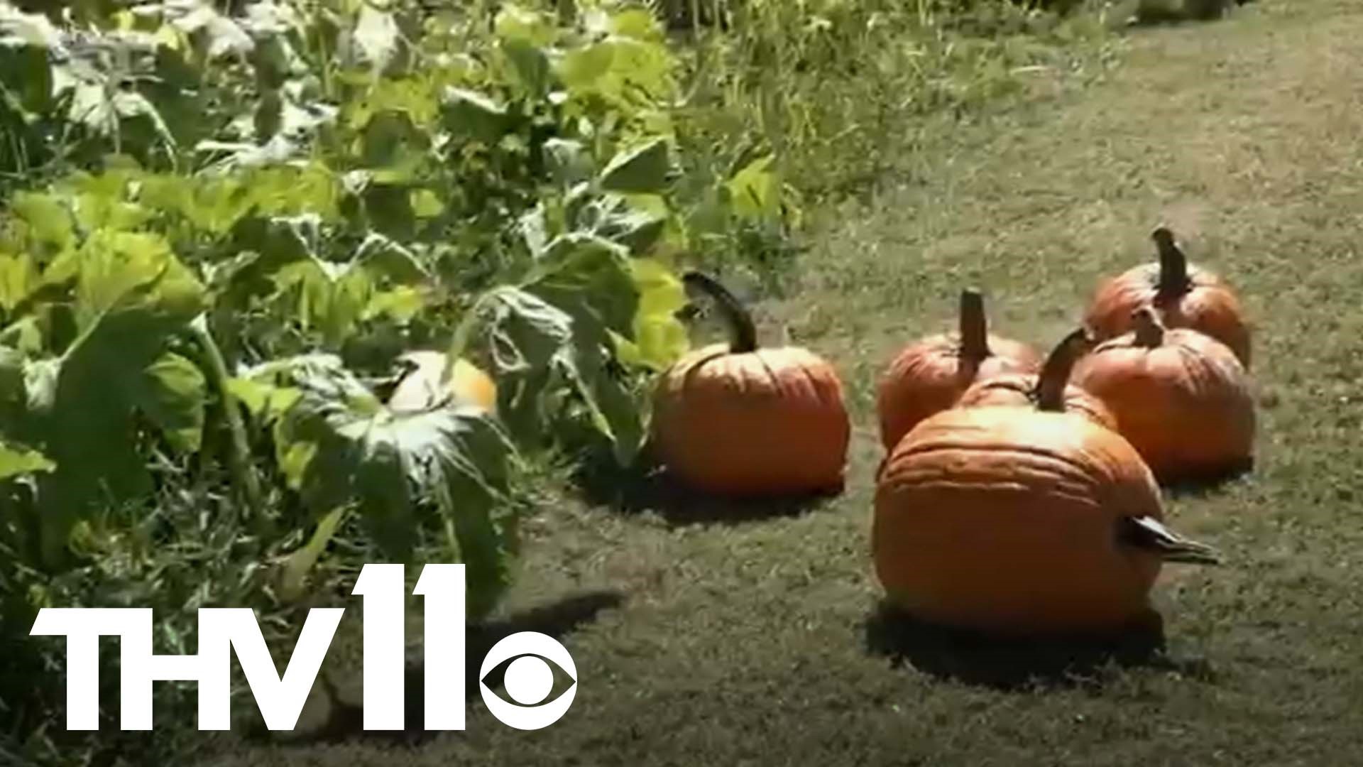 It's October, and many of us are thinking about Halloween. What better place to go than a pumpkin patch? But some challenges are threatening this holiday tradition.