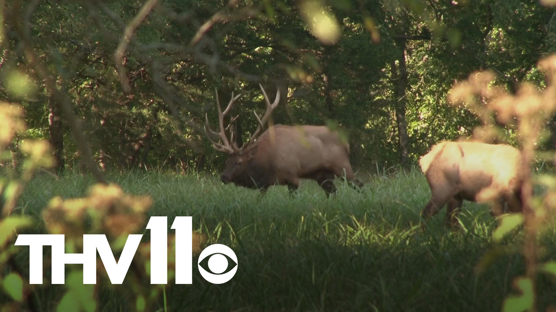 Trey Reid with Arkansas Game & Fish joins Tracy Beene to discuss the elk hunting deadline that is quickly approaching.
