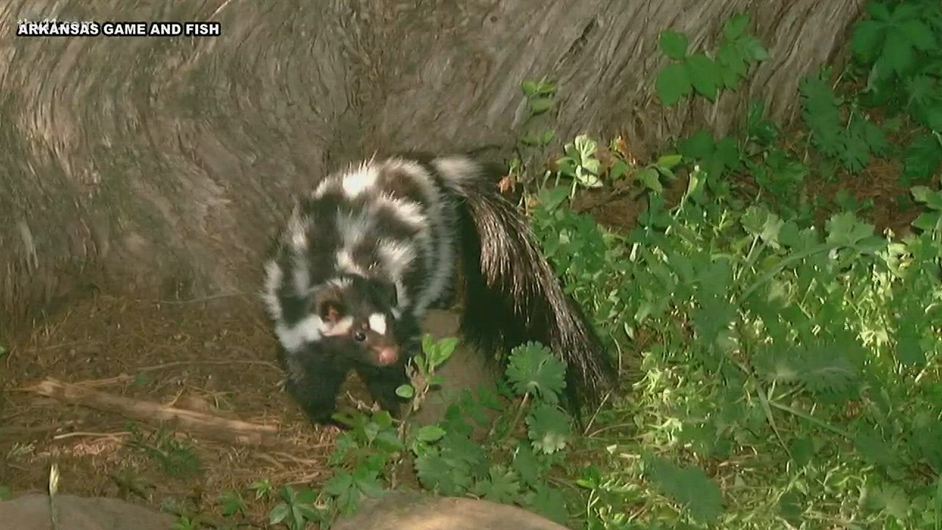 Arkansas Game and Fish needs your help finding the rare spotted skunk, the handstand sporting species that has made waves in viral social media videos.