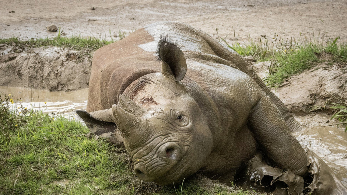 ♡Rino♡ Little Rock Zoo introduces newest rhino | thv11.com