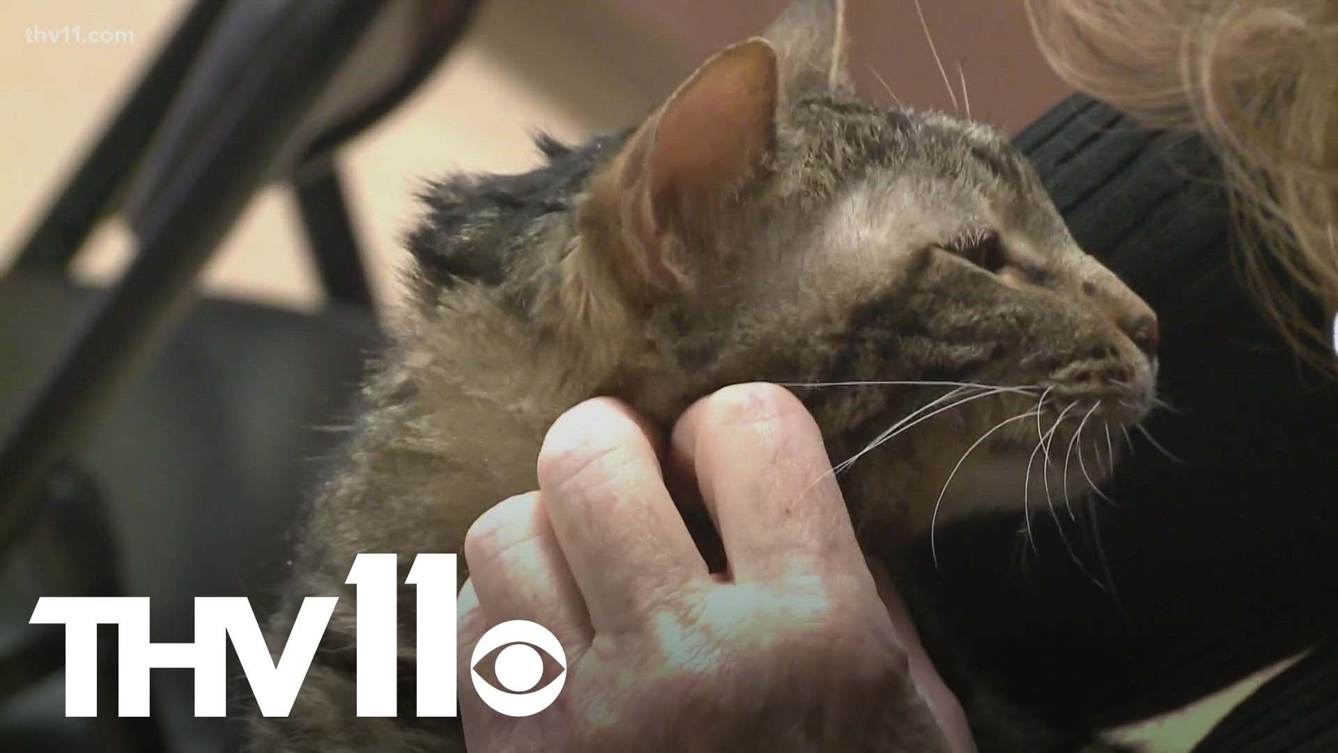 July 5th is typically the largest intake day for many shelters as the fireworks from the Fourth of July can startle pets and cause them to get lost.