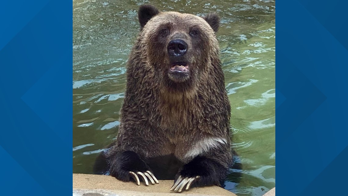 Last remaining grizzly bear at Little Rock Zoo dies