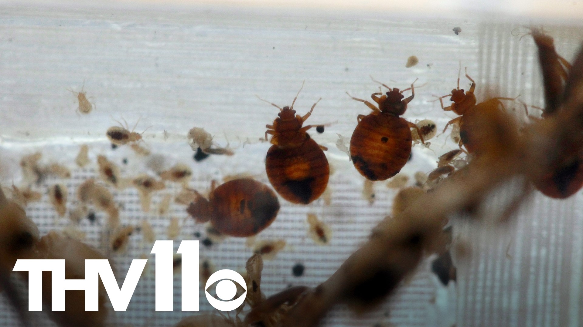 Google Trends shows that people have been searching for bed bug bites just as often as tick bites... and there's a reason for it.