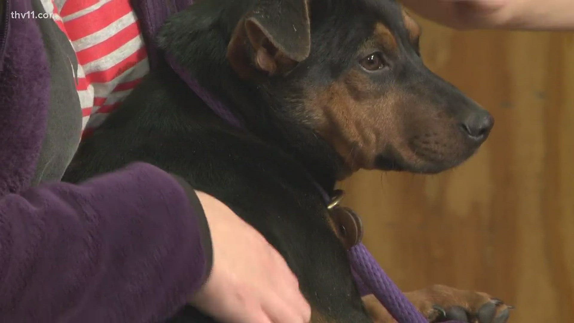 Betsy Robb from Friends of the Animal Village joined THV11 This Morning with Tucker