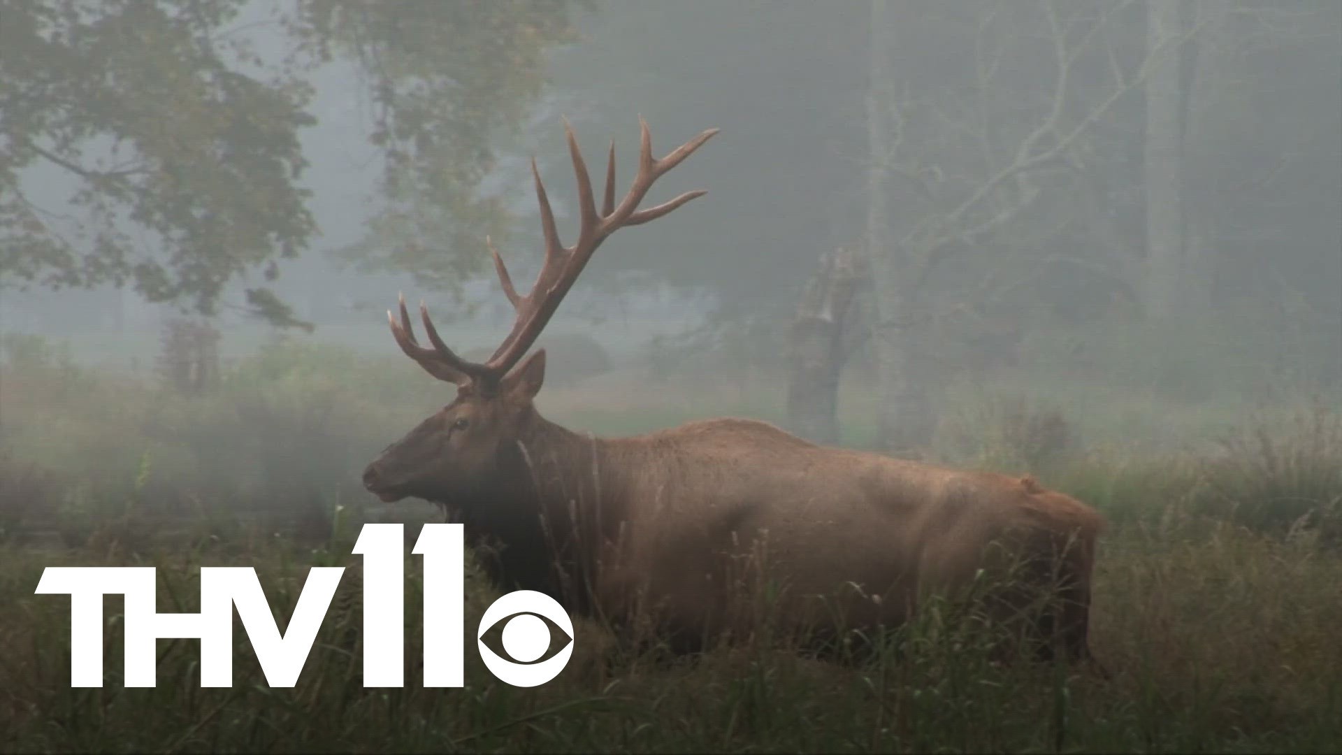 Trey Reid with Arkansas Game & Fish joins Hayden Balgavy to discuss the application period for elk hunting in Arkansas and the Buffalo River Elk Festival.