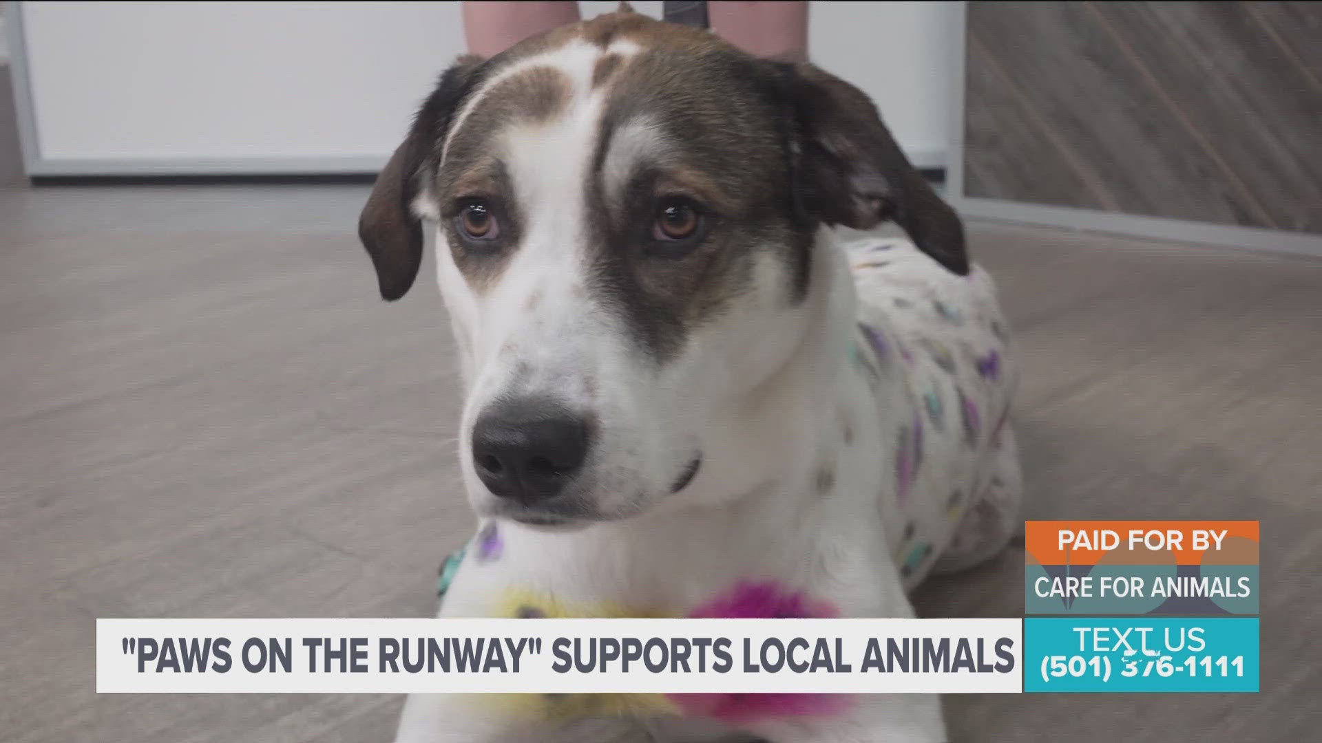 CARE for Animals is hosting "Paws on the Runway on October 3rd. Alexandra Mounger shares how this helps animals like Sugar Plum.