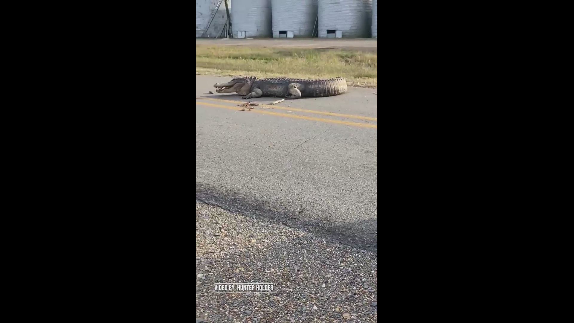 Hunter Holder captured a video of an alligator found wandering on a road east of Pine Bluff.