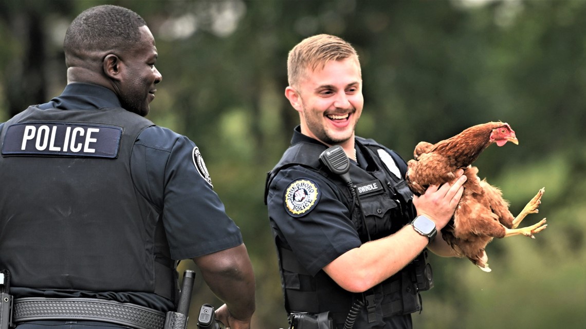 Two Jonesboro officers work to wrangle up loose chicken - Vimarsana News