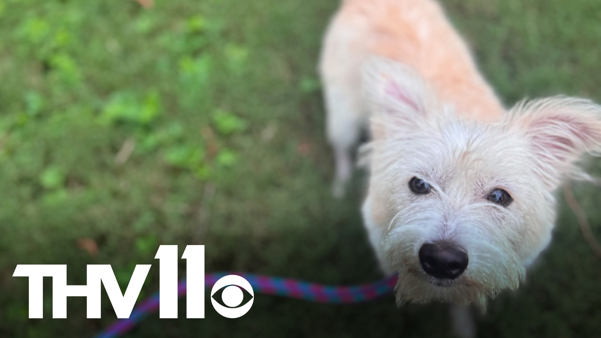 Meet Tanya, a 2-year-old Cairn or Westie Terrier mix who is delightful, small, well-behaved, and appears to be potty/kennel trained. Help her find a forever home!