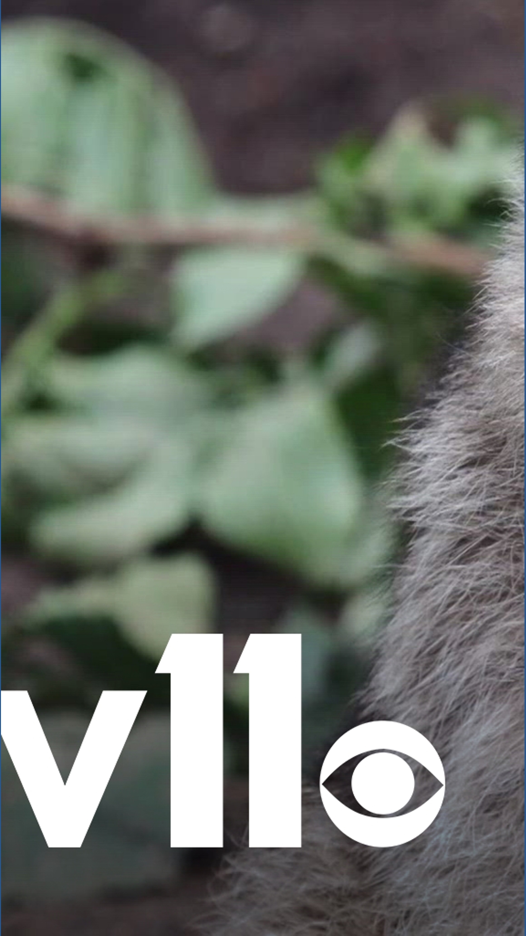 Arkansas study says city raccoons show signs of domestication | What to ...