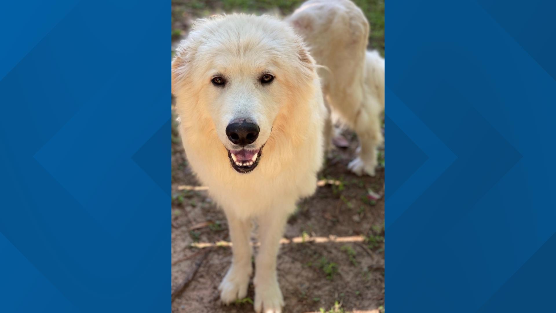 Flurry is a Great Pyrenees who's about 3 years old. He had some skin issues, but those have cleared up and now he just needs a best friend to call his own!