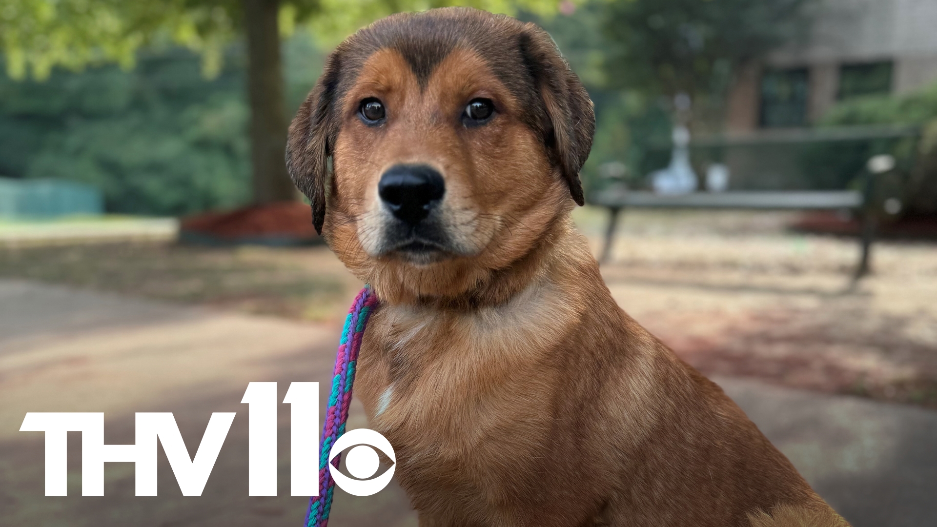 Meet Dallas, a cuddly, gentle 5-month-old pup with the fluffiest fur! He can be shy, but he loves kids and playing with them. Help him find a forever home today!