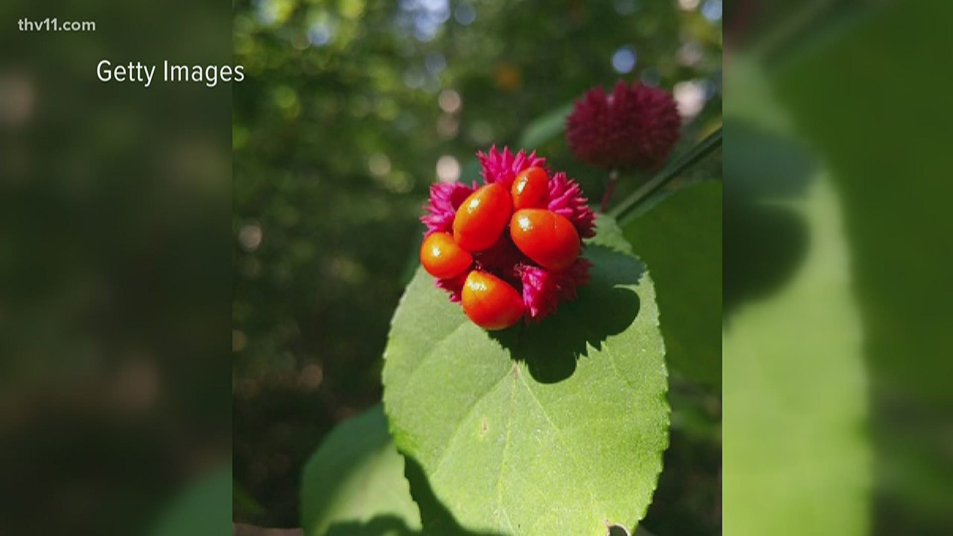 Audubon Arkansas is holding an online plant sale to encourage planting of native plants which are vital for birds.