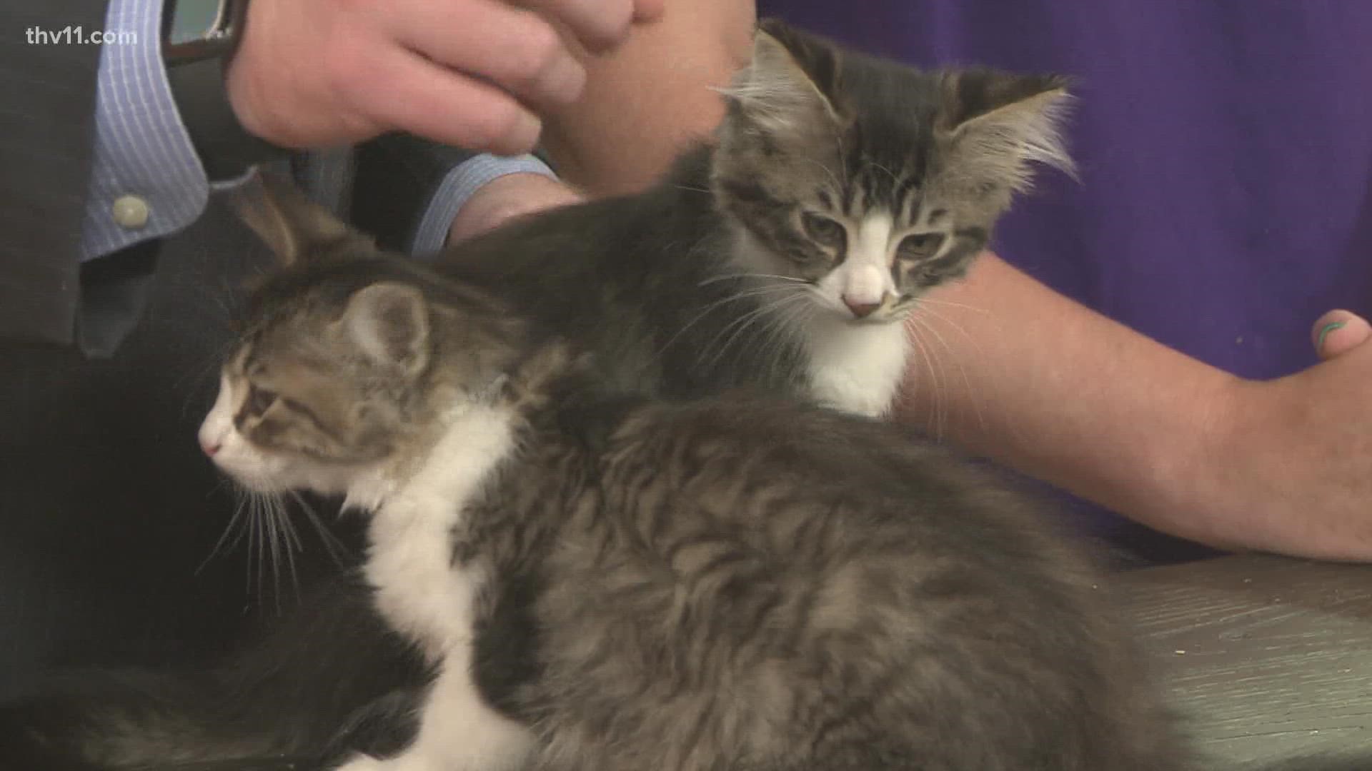 Betsy Robb with Friends of the Animal Village is here with two 8-week-old kittens.