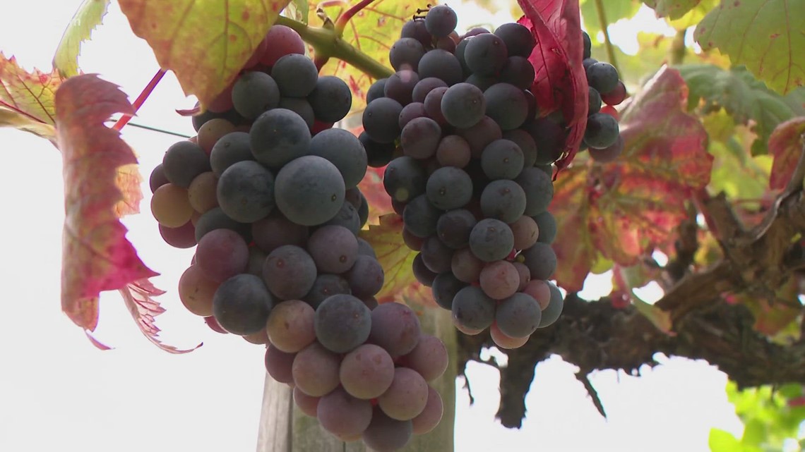 How the University of Arkansas created a grape growing legacy - Vimarsana News