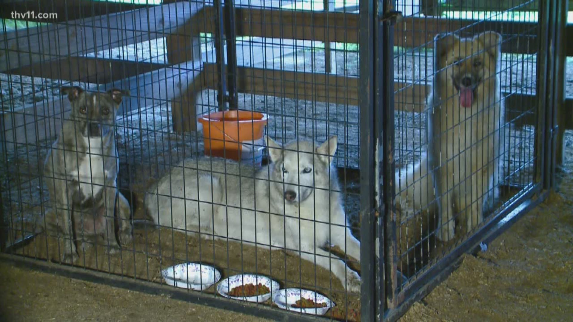Shelters have been set up across the state for people needing a place to go, and one shelter in Conway is also taking in pets in need of a safe haven.