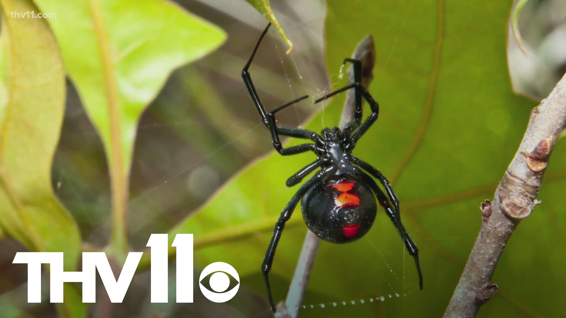Black widows and brown recluses are no strangers to Arkansas, and experts are saying to watch for them this summer as the weather heats up.