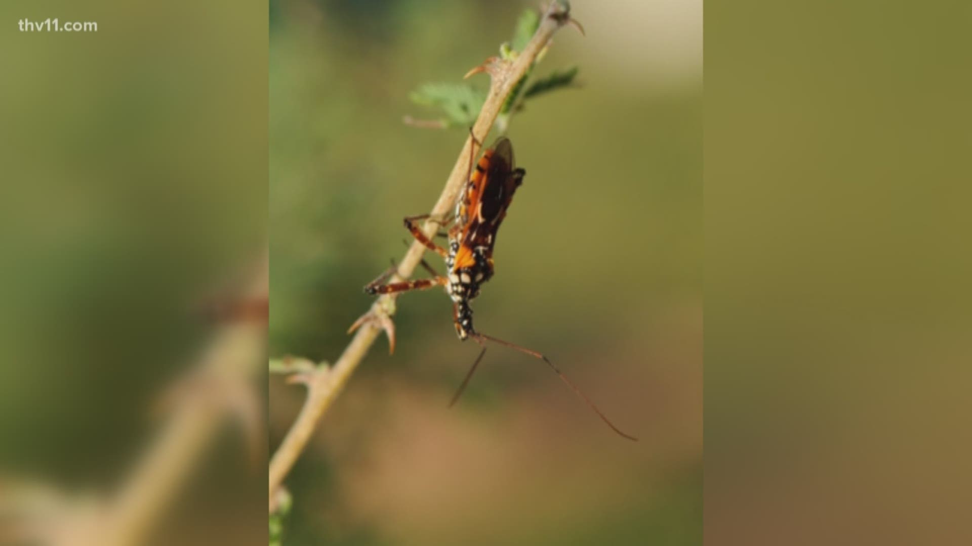 "The Kissing Bug" is a carrier for a rare disease and it has been found in Arkansas.