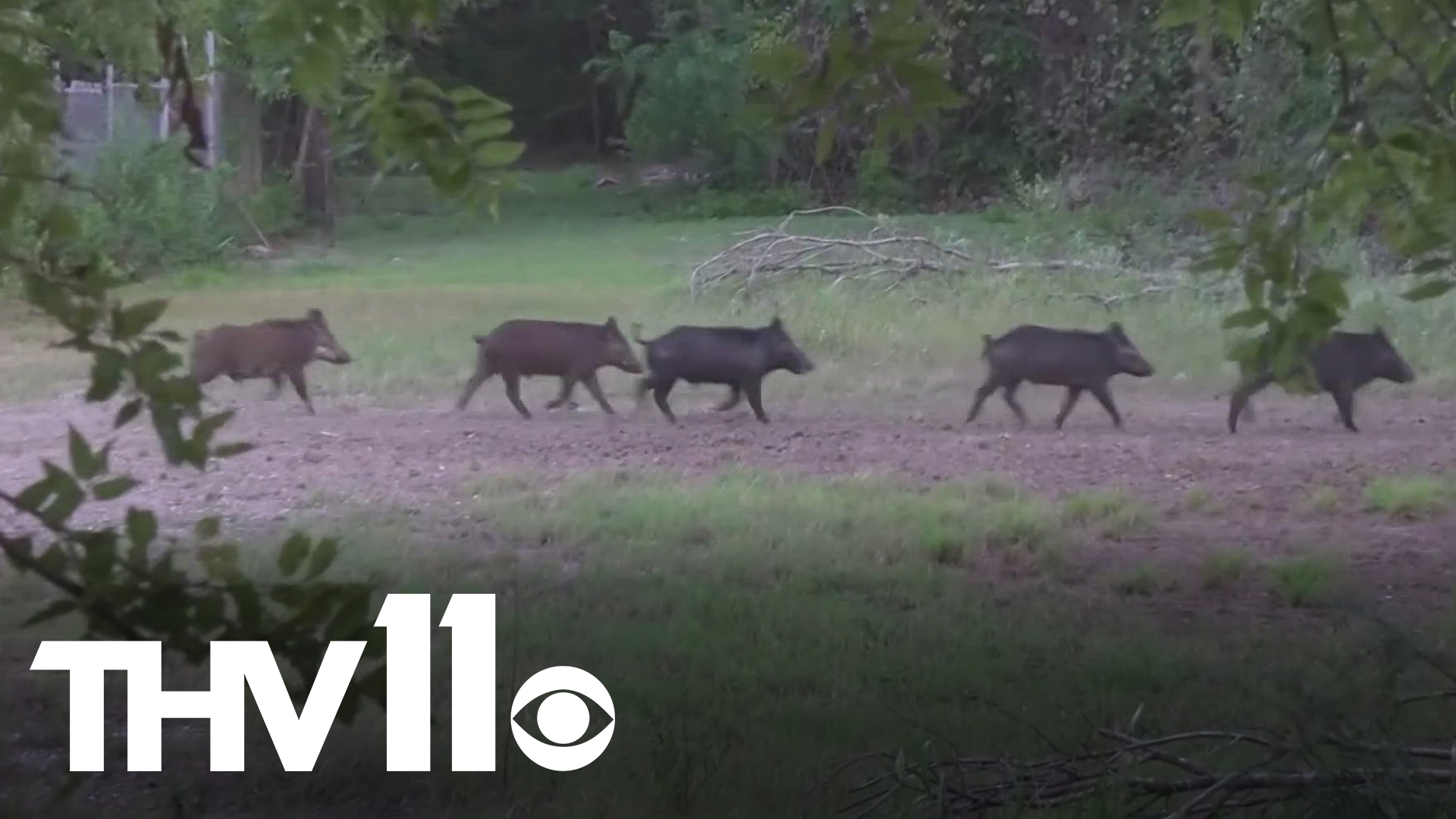 Some people in Gurdon have been dealing with a problem of feral hogs causing destruction to homes and other areas in town.