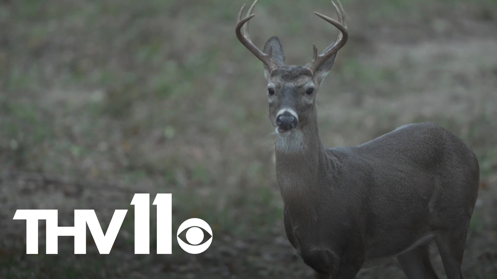 Trey Reid with Arkansas Game & Fish joins Hayden Balgavy to discuss deer hunting season in the Natural State.