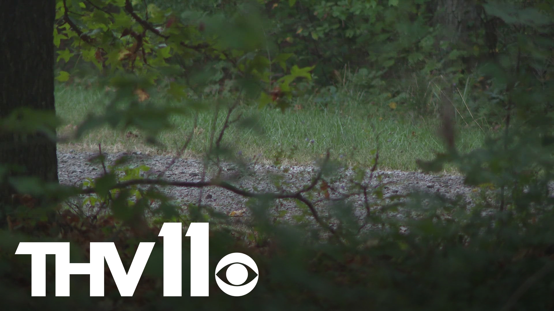 Arkansas officials continue search for bear in fatal attack on camper ...