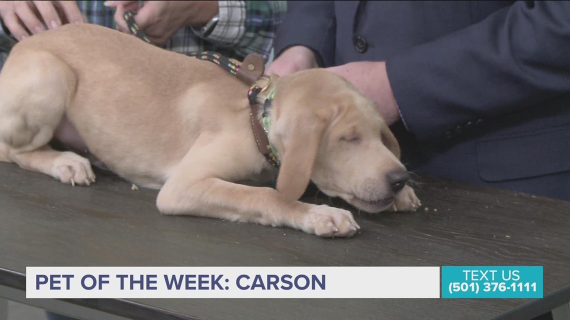 Meet Carson, an Adoptable Puppy at the Humane Society of Pulaski County