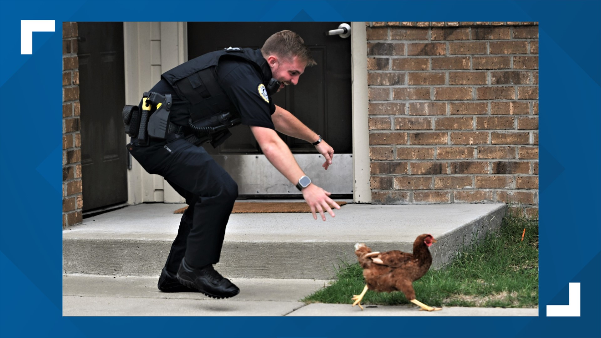 Two Jonesboro officers work to wrangle up loose chicken