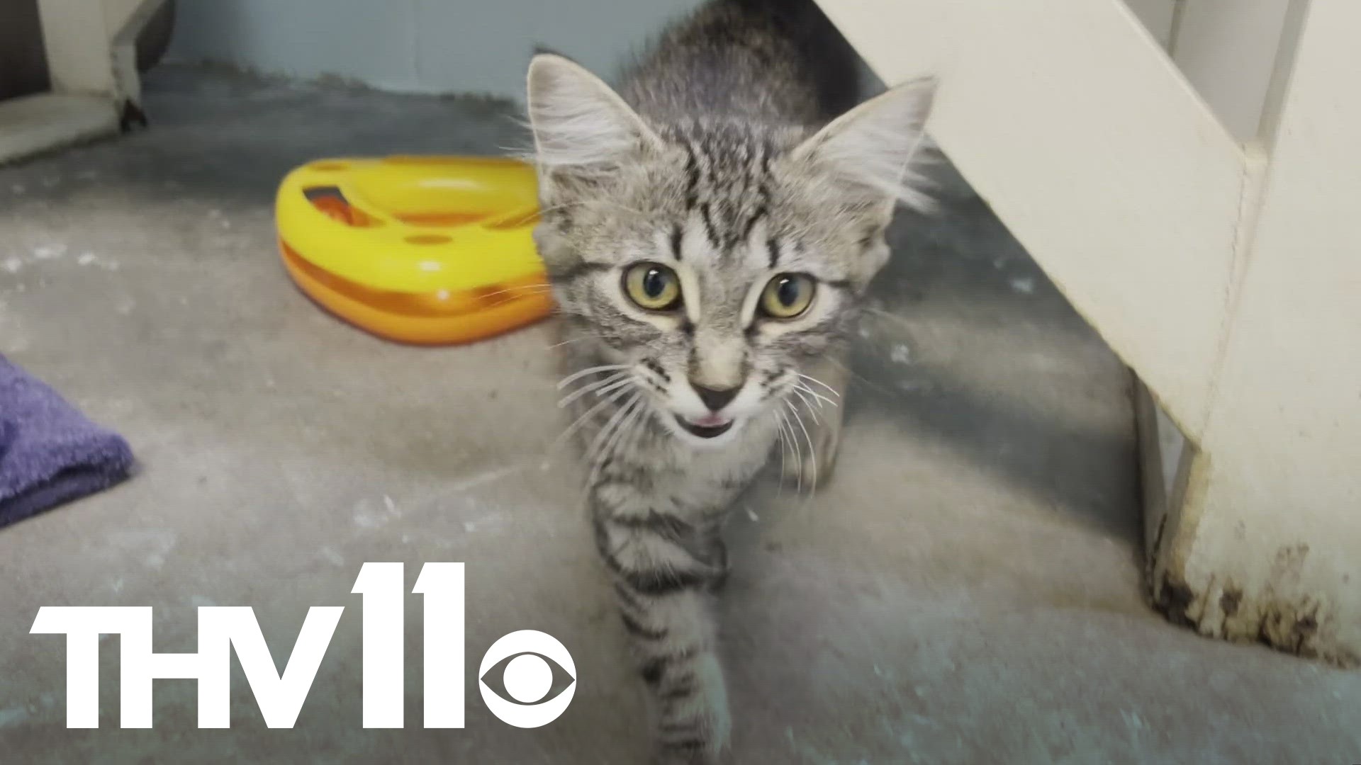 Some four-legged friends at the Jacksonville Animal Shelter could soon be getting a home makeover— now, we're taking a look at what changes could be coming.