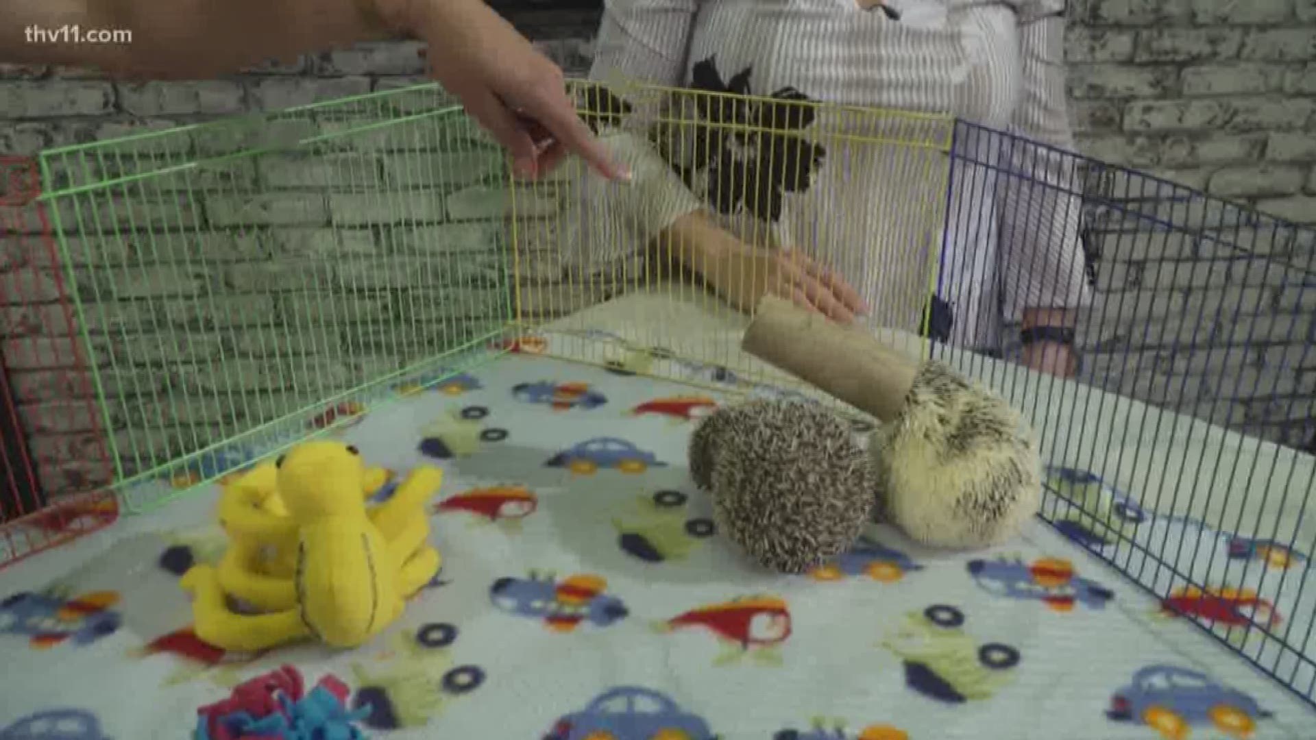 PJ Mattus with the Arkansas Hedgehog Rescue shared requirements for owning a hedgehog.