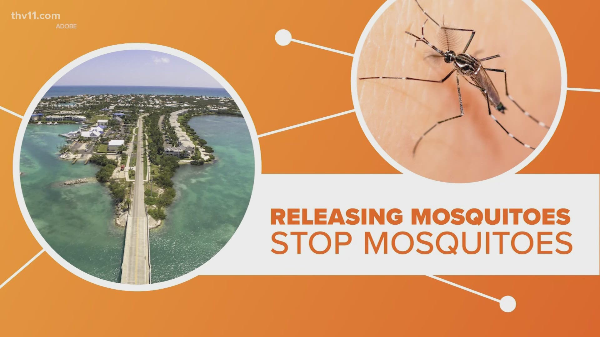 You might've heard a common joke around Arkansas -- that mosquitoes are the state's 'unofficial' bird. Well, there's some truth to it.