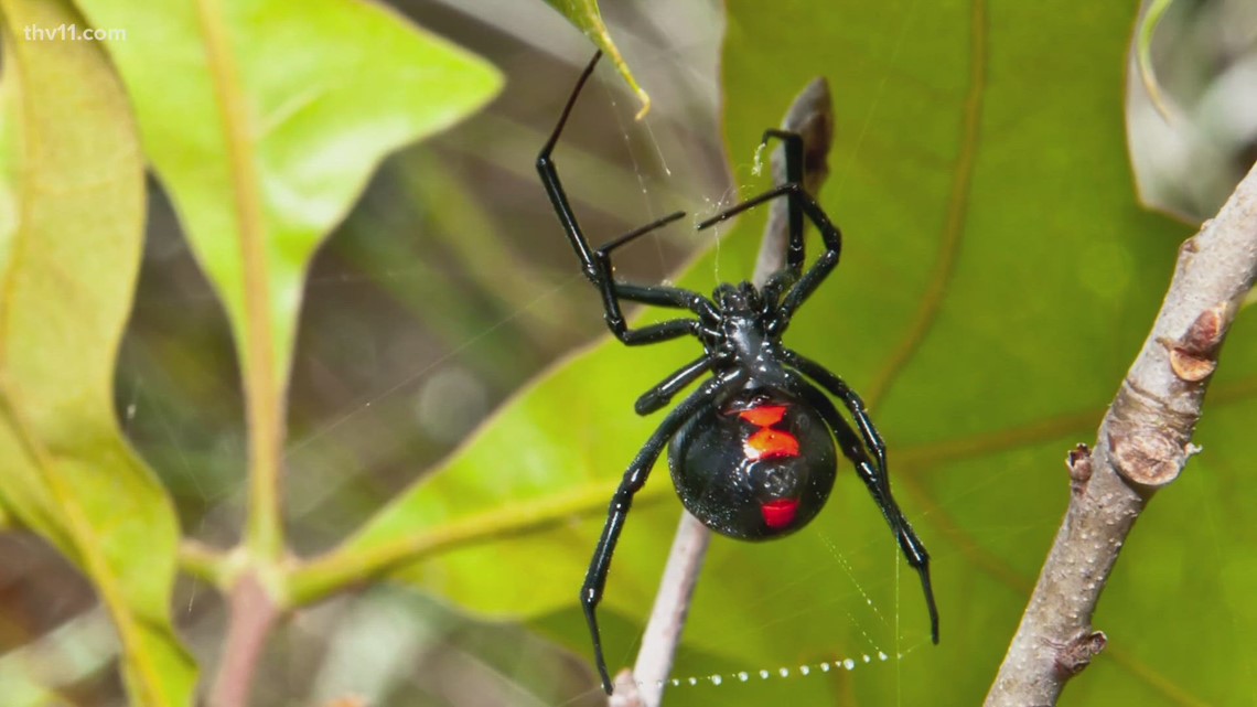 Be on the lookout for spiders this summer in Arkansas - Vimarsana News