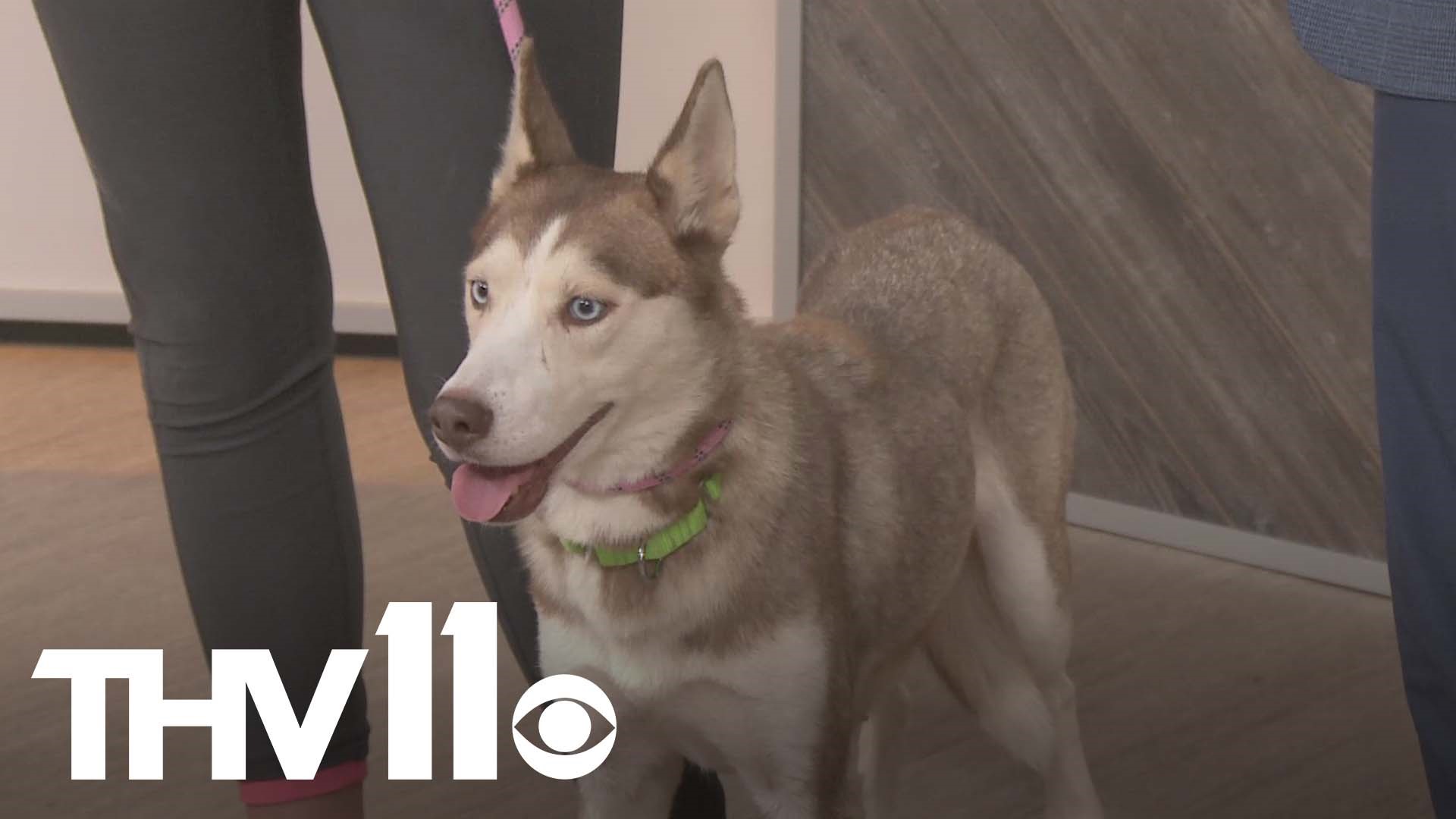 Meet Serena, our Pet of the Week from the Little Rock Animal Village! This beautiful 2-year-old husky pup is ready to be adopted and find a forever home.