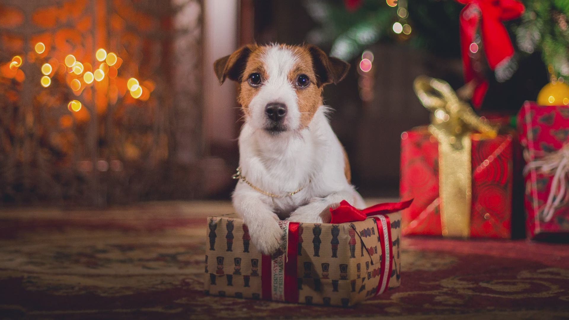 You see it all the time in movies and TV shows: people giving pets as a holiday gift. But, there's an unfortunate side-effect of gifting those cuddly surprises.