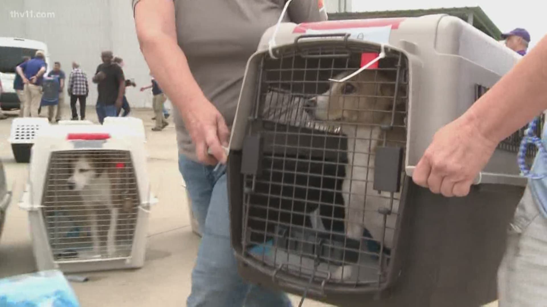 They were helping send abandoned pets to a better future and giving a little more hope to families affected by flooding.
