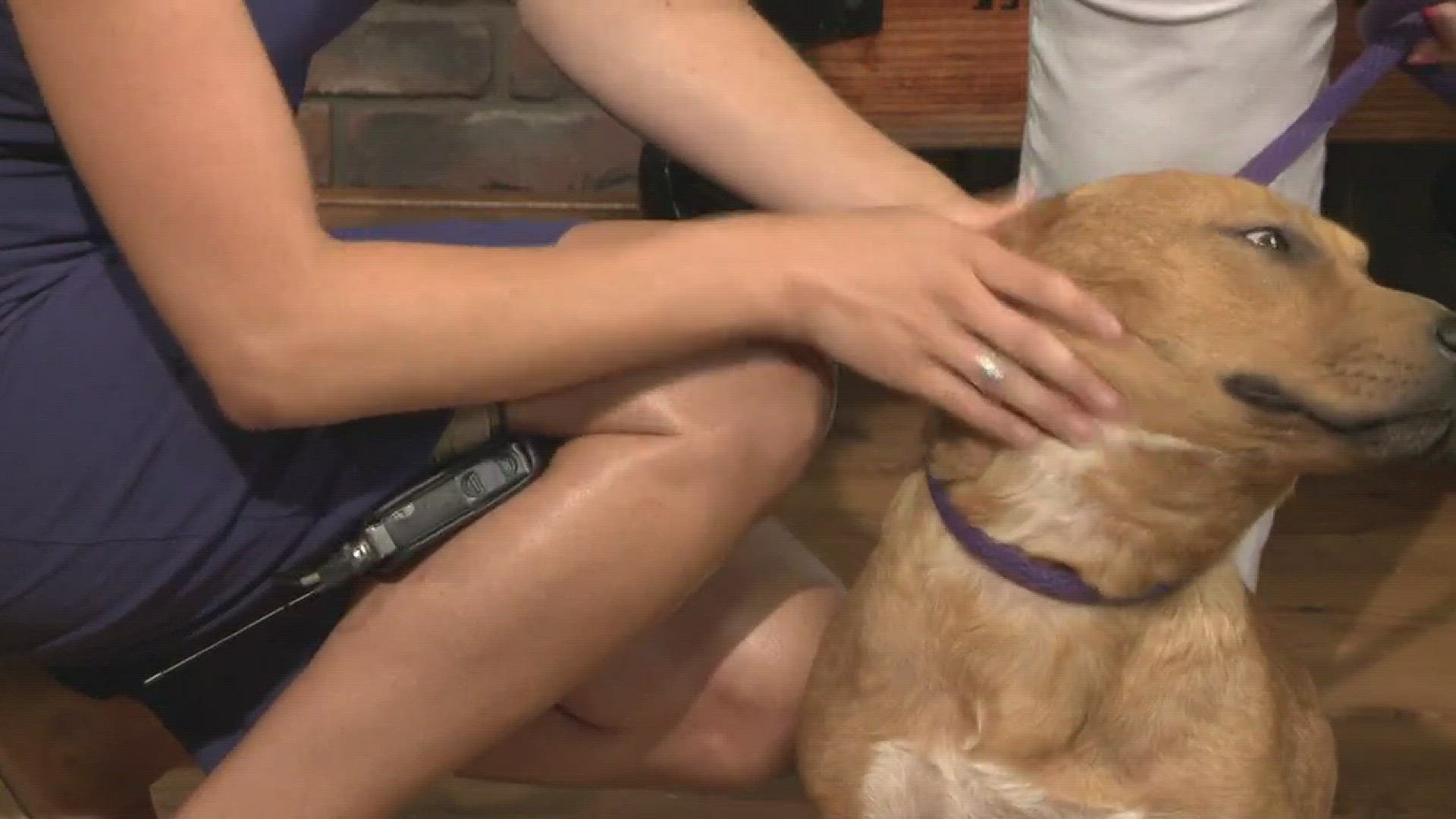 Leslie Taylor from Friends of the Animal Village joined THV11 This Morning with Buddy