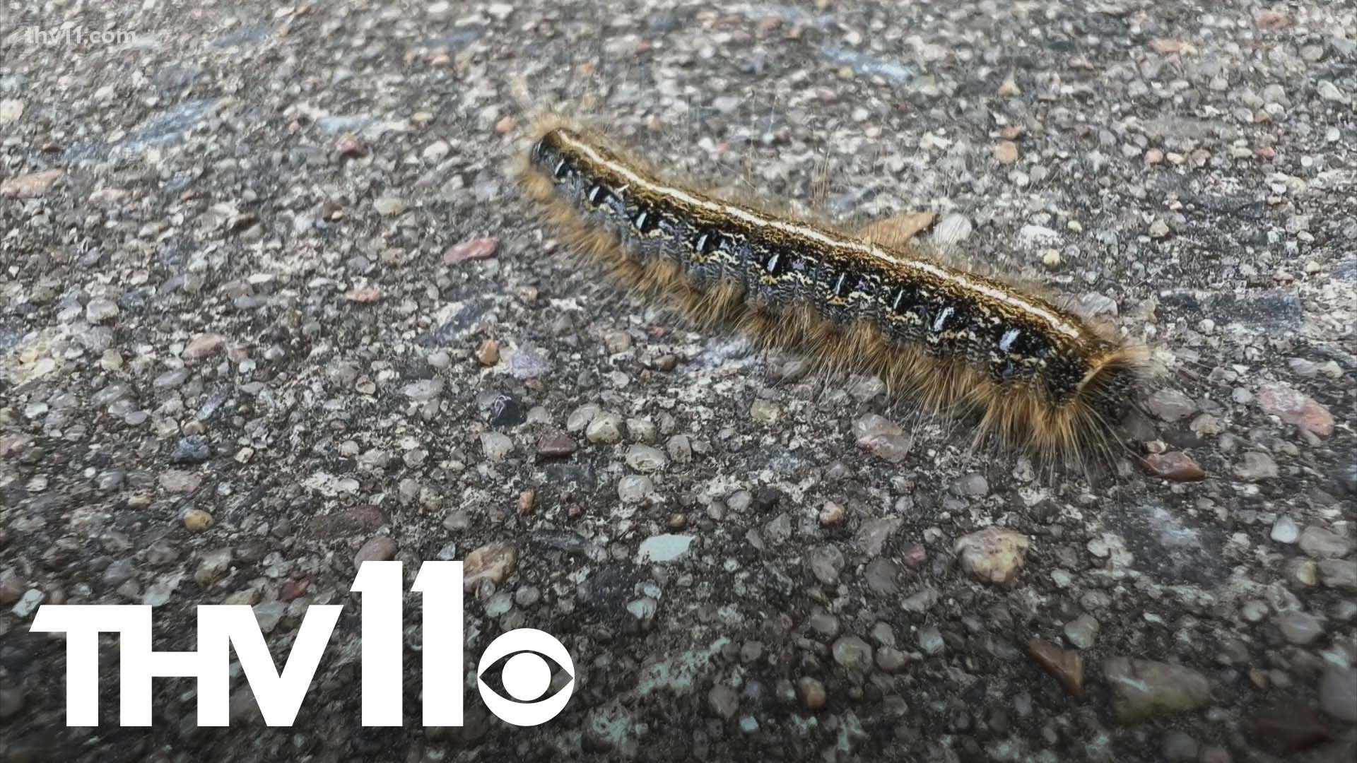 One caterpillar in particular has been causing a big buzz around town this spring— the eastern tent caterpillar.