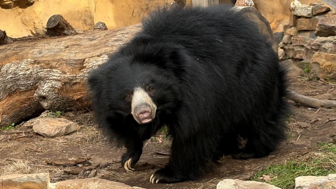 Little Rock Zoo's sloth bear prepares to welcome cubs