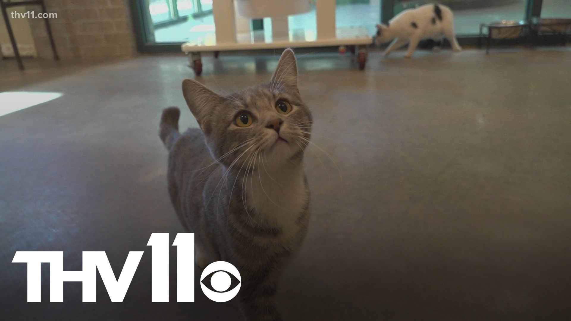 Little Rock Animal Village is waiving adoption fees for its animals, starting Dec. 8 until at least Saturday, Dec. 11th.
