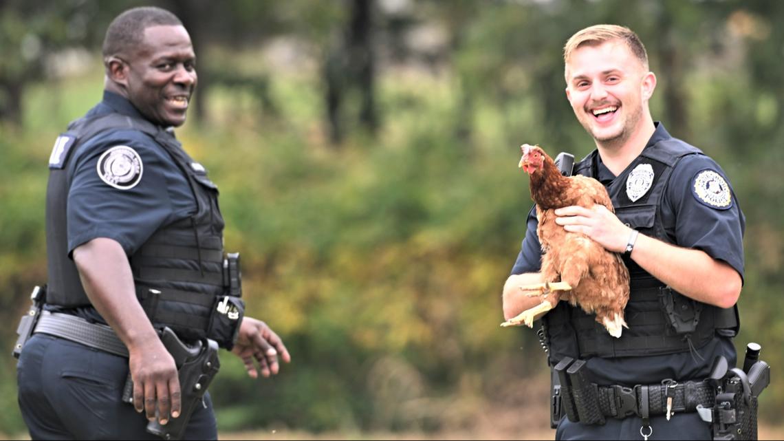 Two Jonesboro officers work to wrangle up loose chicken